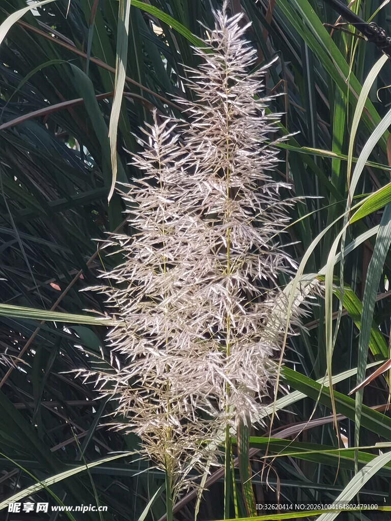 蓬松狼尾草花穗
