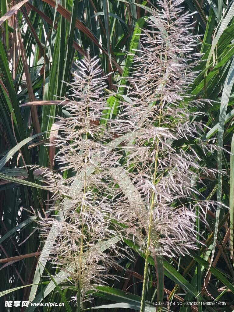 野外狼尾草穗特写