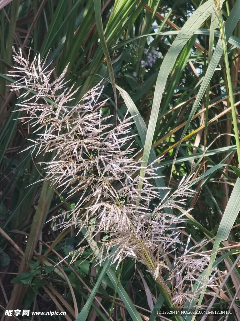 芦苇花穗自然特写