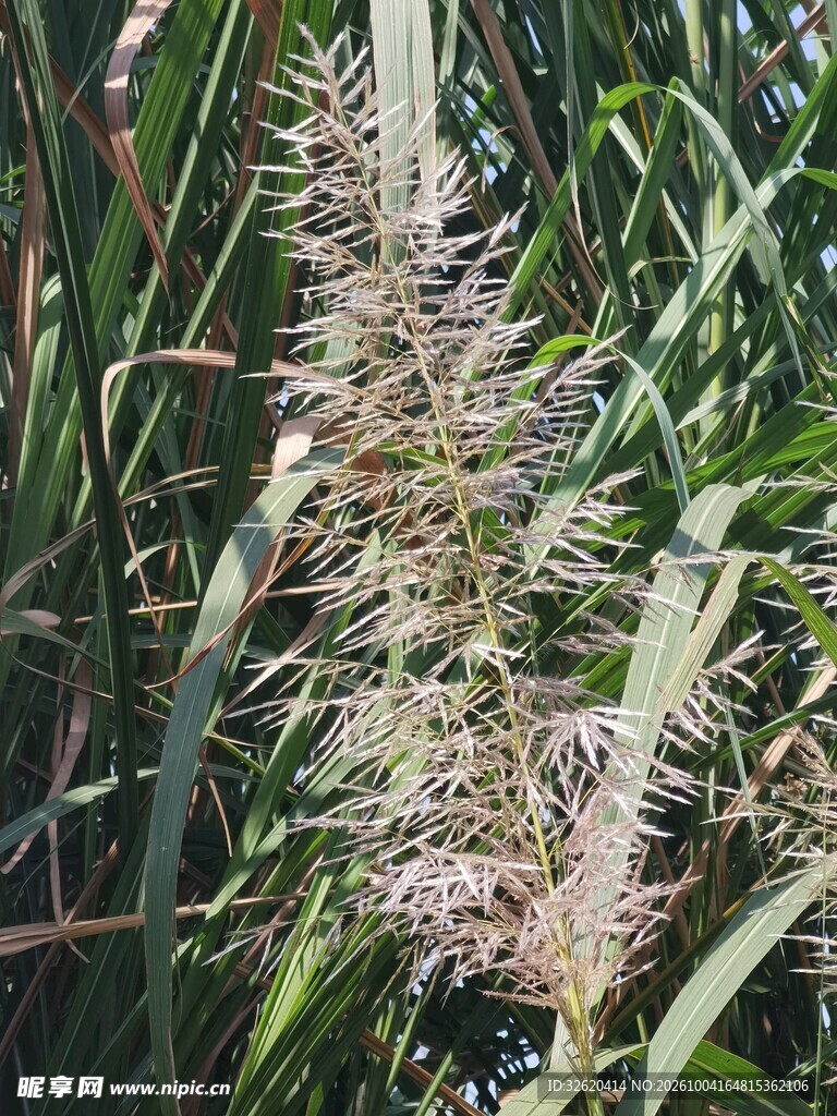 狼尾草穗部特写