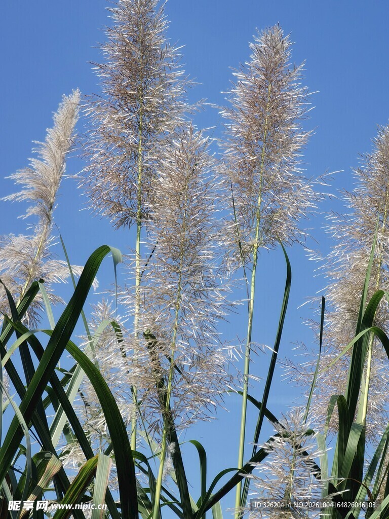蓝天下的芦苇花穗