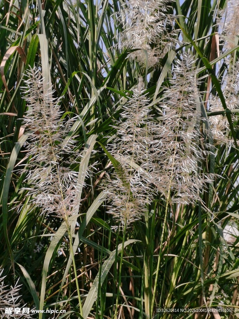 野生芦苇草穗特写