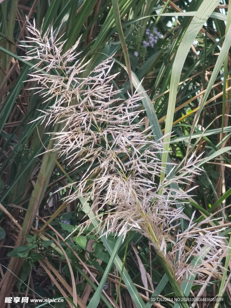 野生草本花穗特写