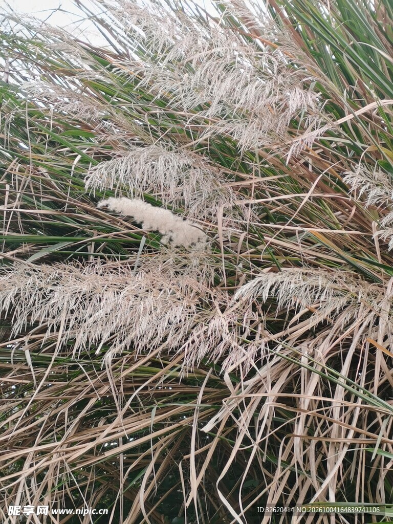郊野芦苇丛风光
