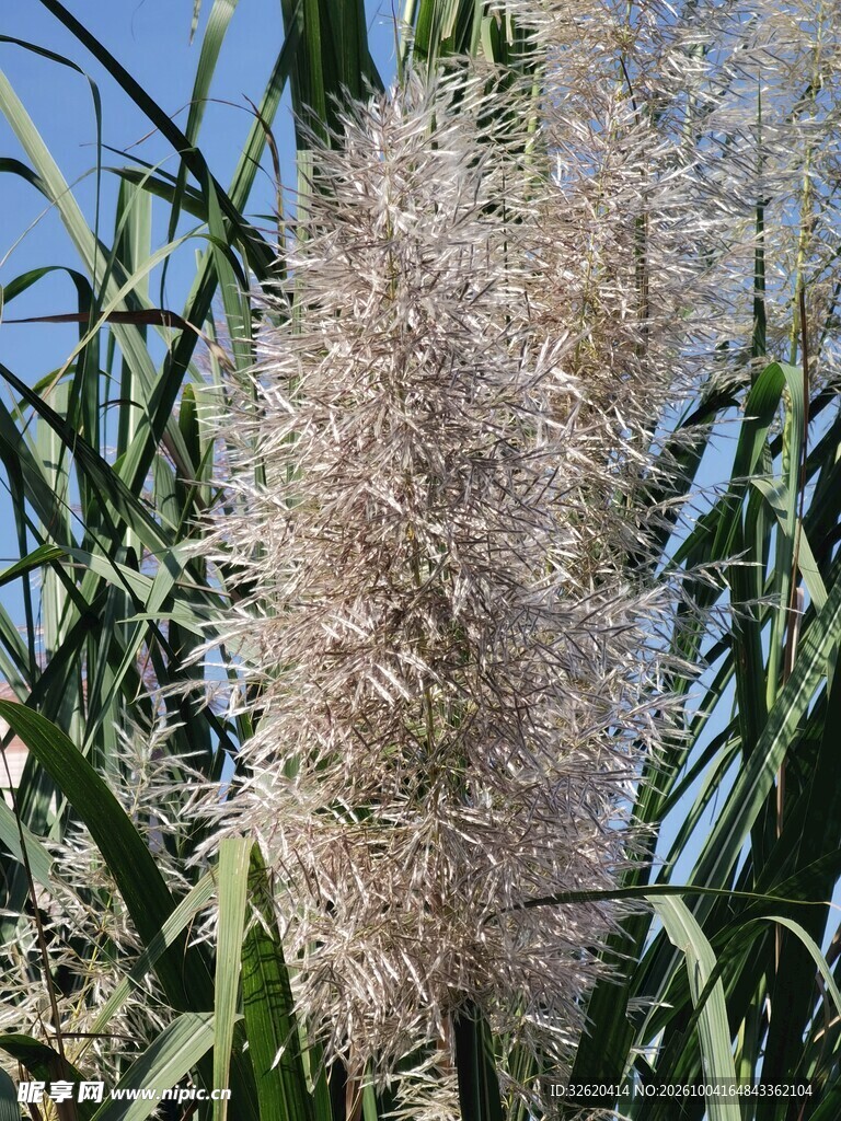 蒲苇草穗自然特写