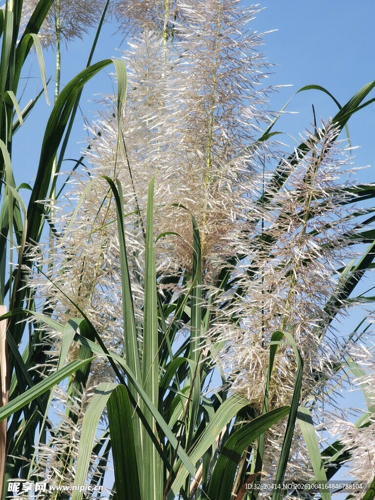 蓝天之下芦苇花