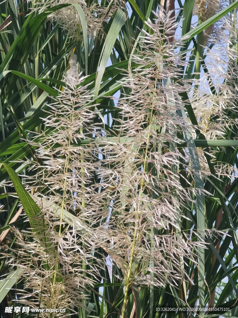 狼尾草花穗特写