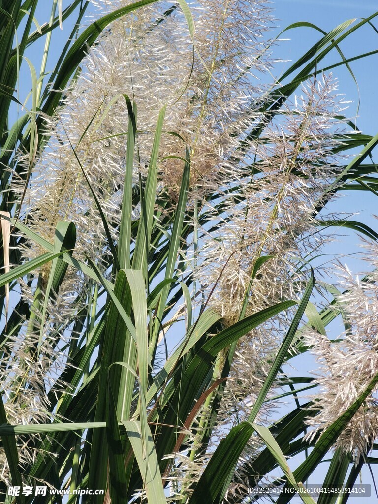 蓝天映衬芦苇花穗