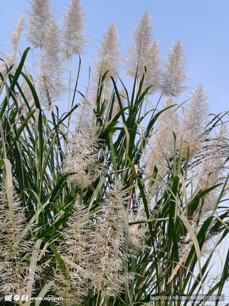 蓝天下的芦苇丛