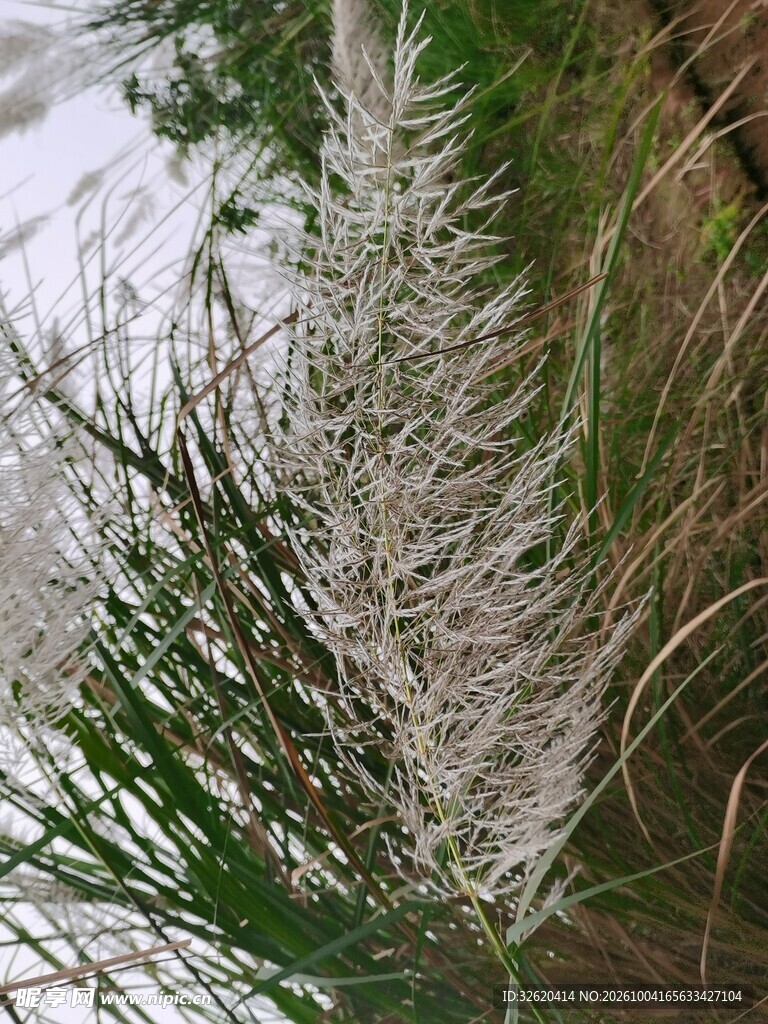 蓬松蒲苇草穗特写