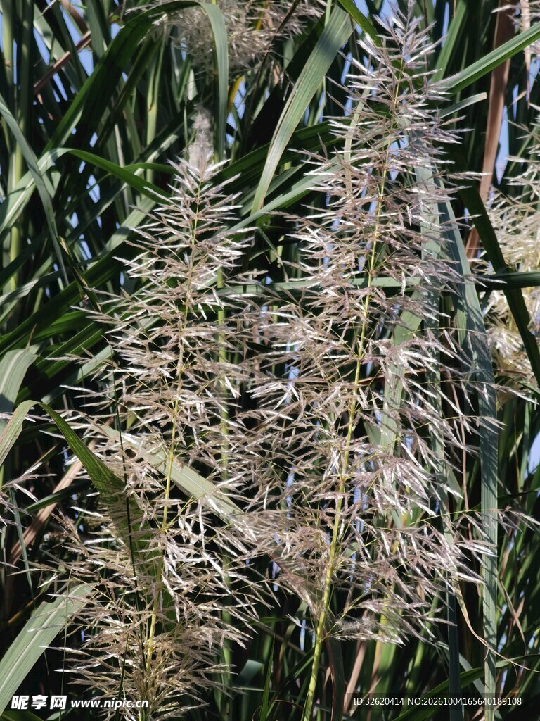 狼尾草特写