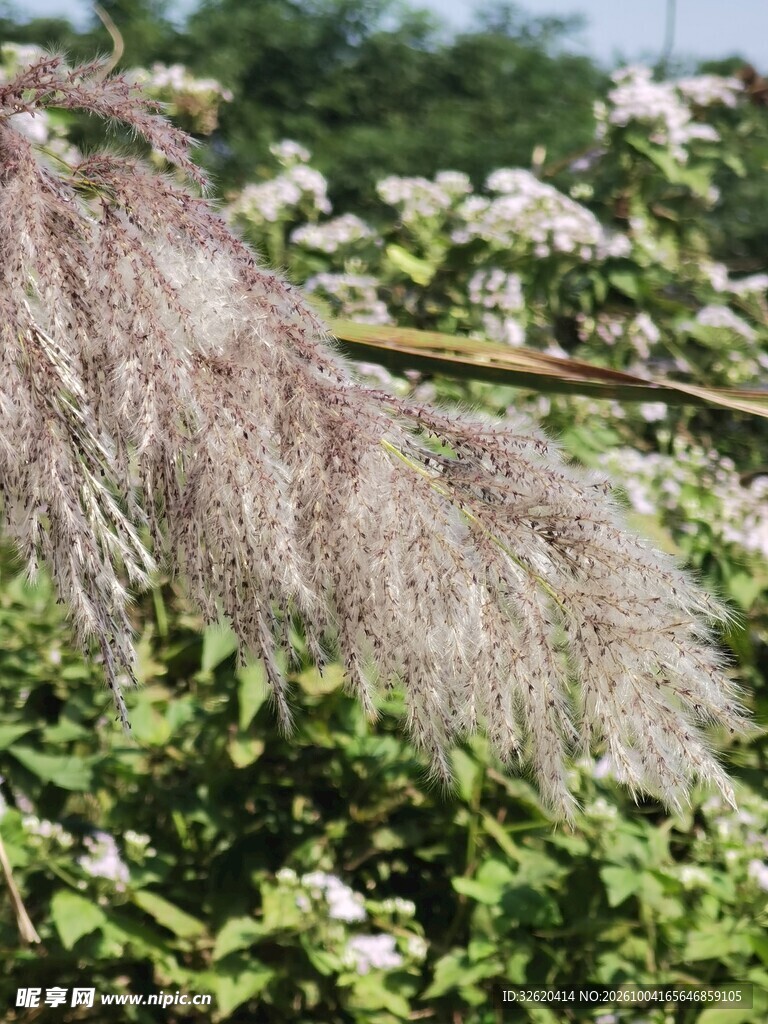 粉黛乱子草郊野风光