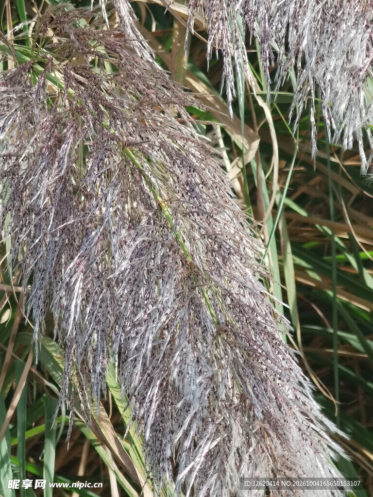 蓬松蒲苇草特写