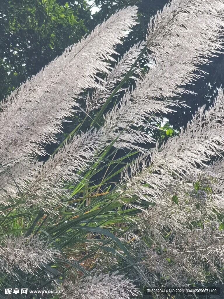 芦苇