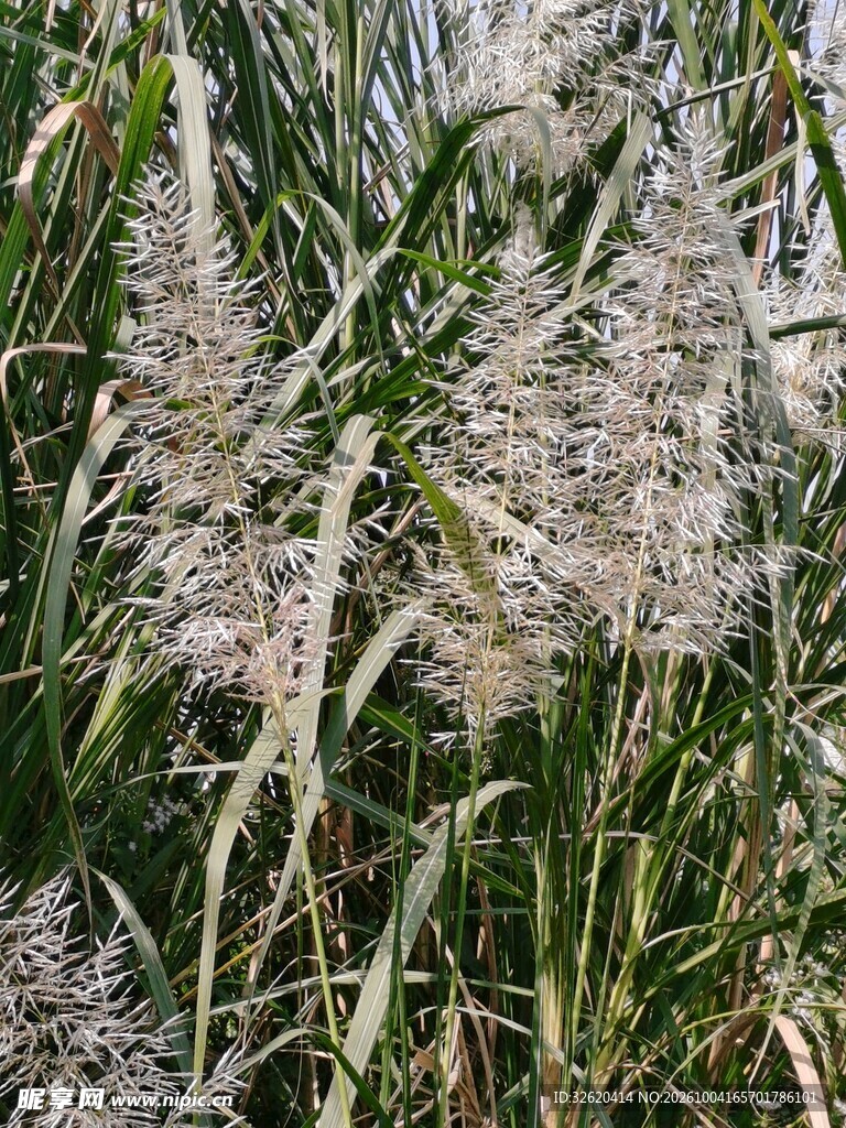 芦苇草穗自然景致