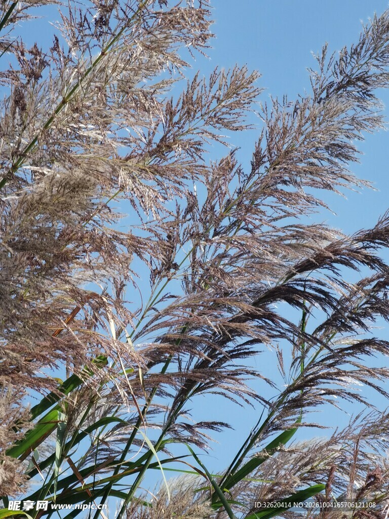 蓝天映衬下的芦苇花