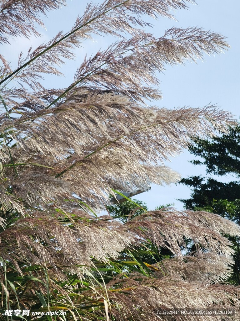 郊野秋日芦苇风光