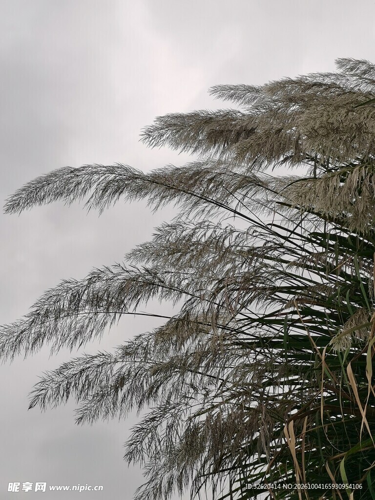 芦苇