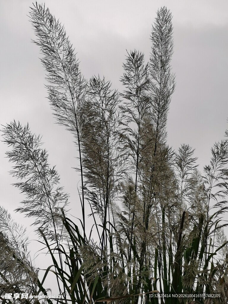 阴天芦苇随风摇曳