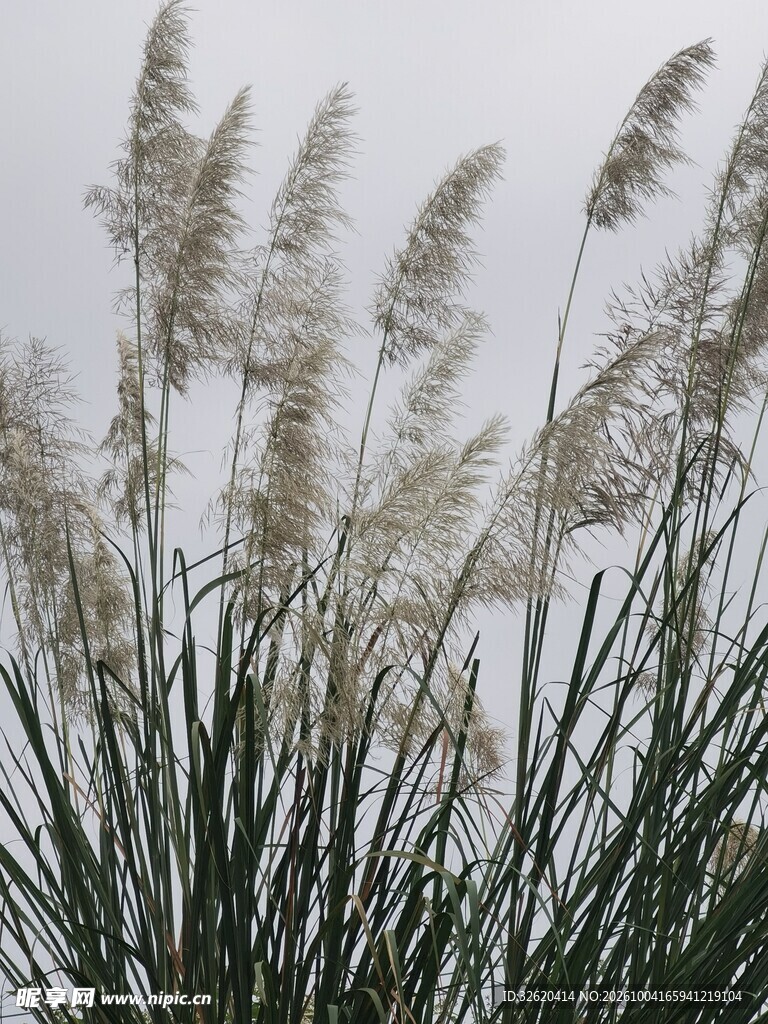 风中摇曳的芦苇