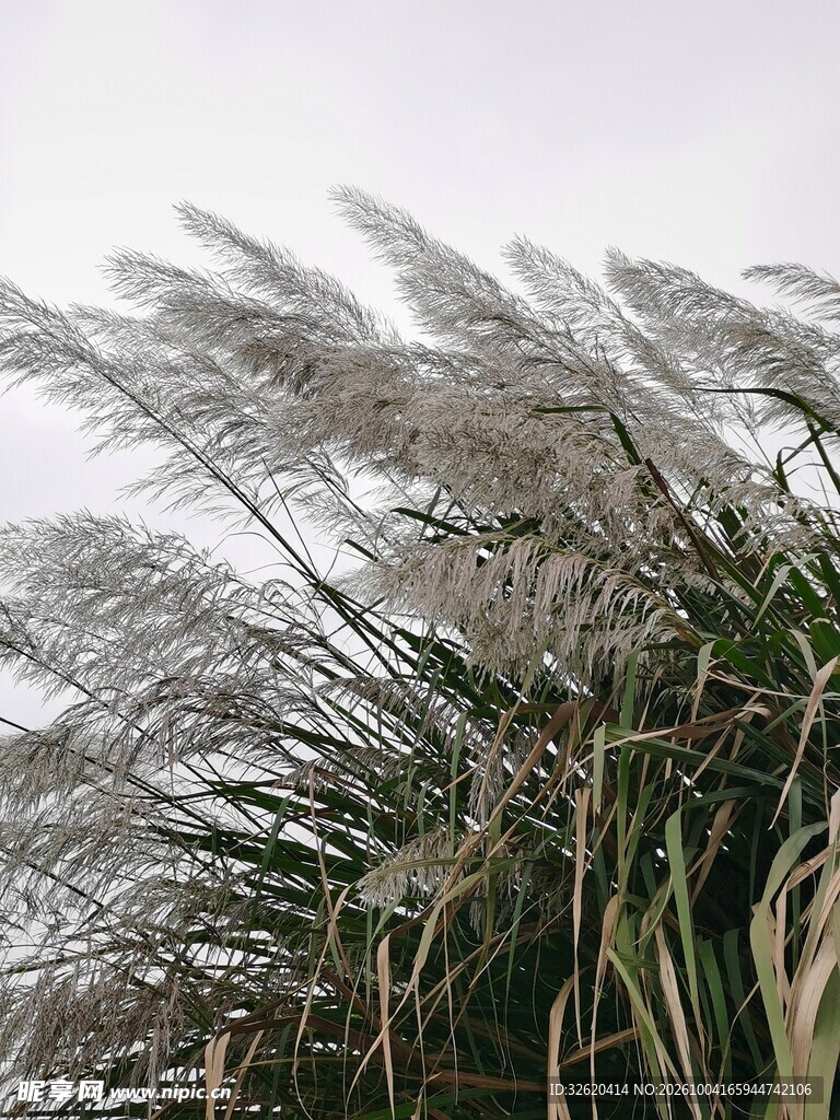 风中摇曳的芦苇
