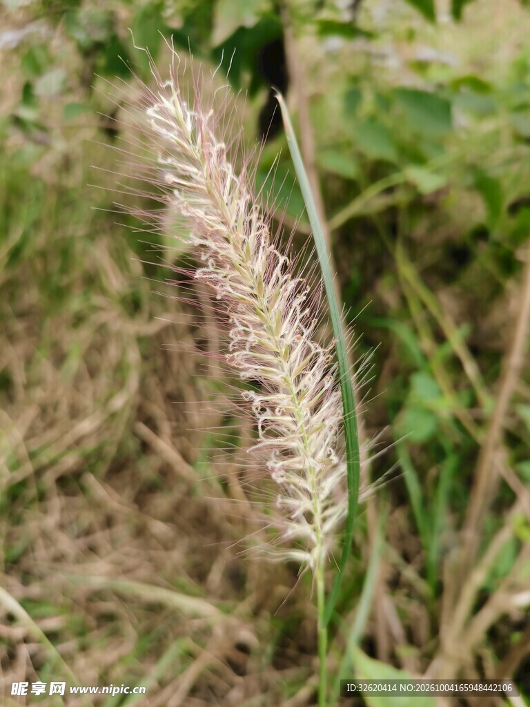 野生狗尾草特写