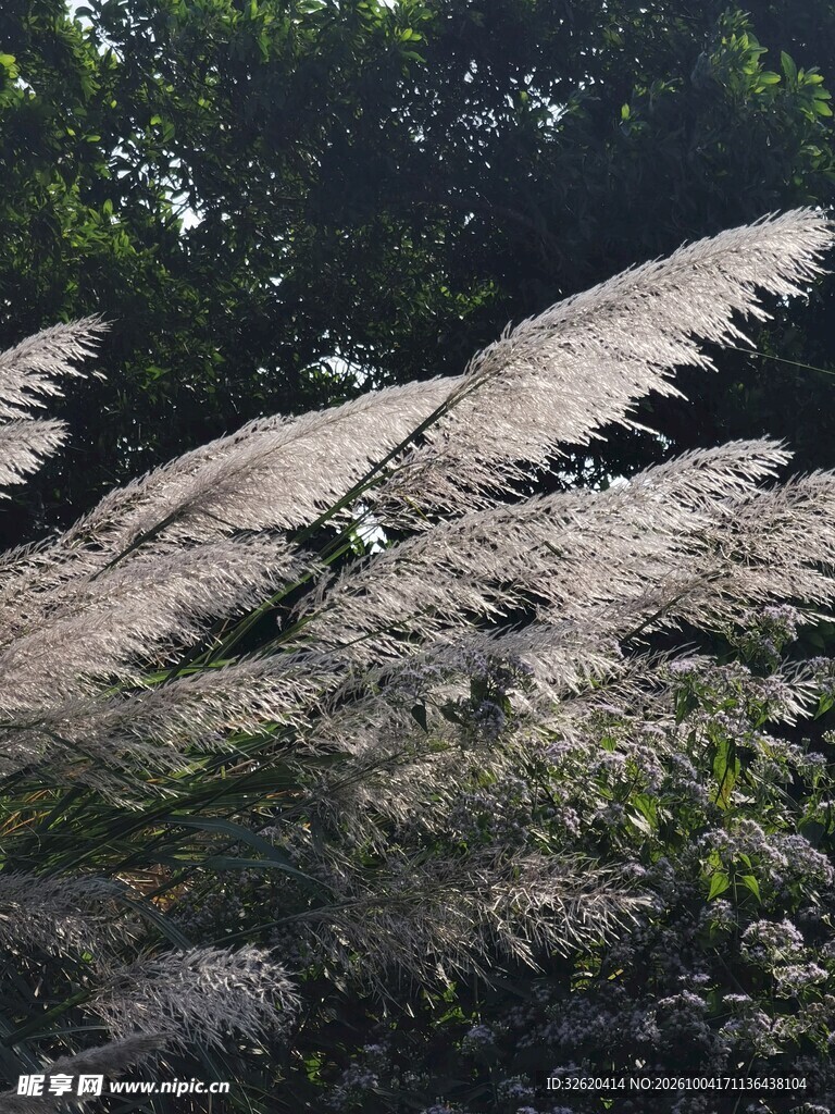 林间岩石光影景致