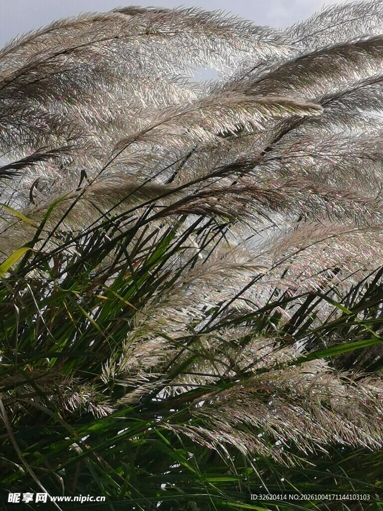 山野荒坡自然景观