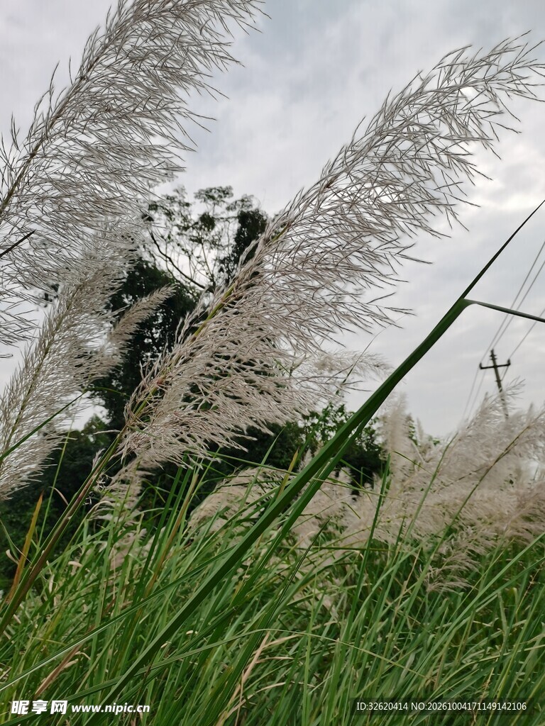 阴天郊野芦苇风光