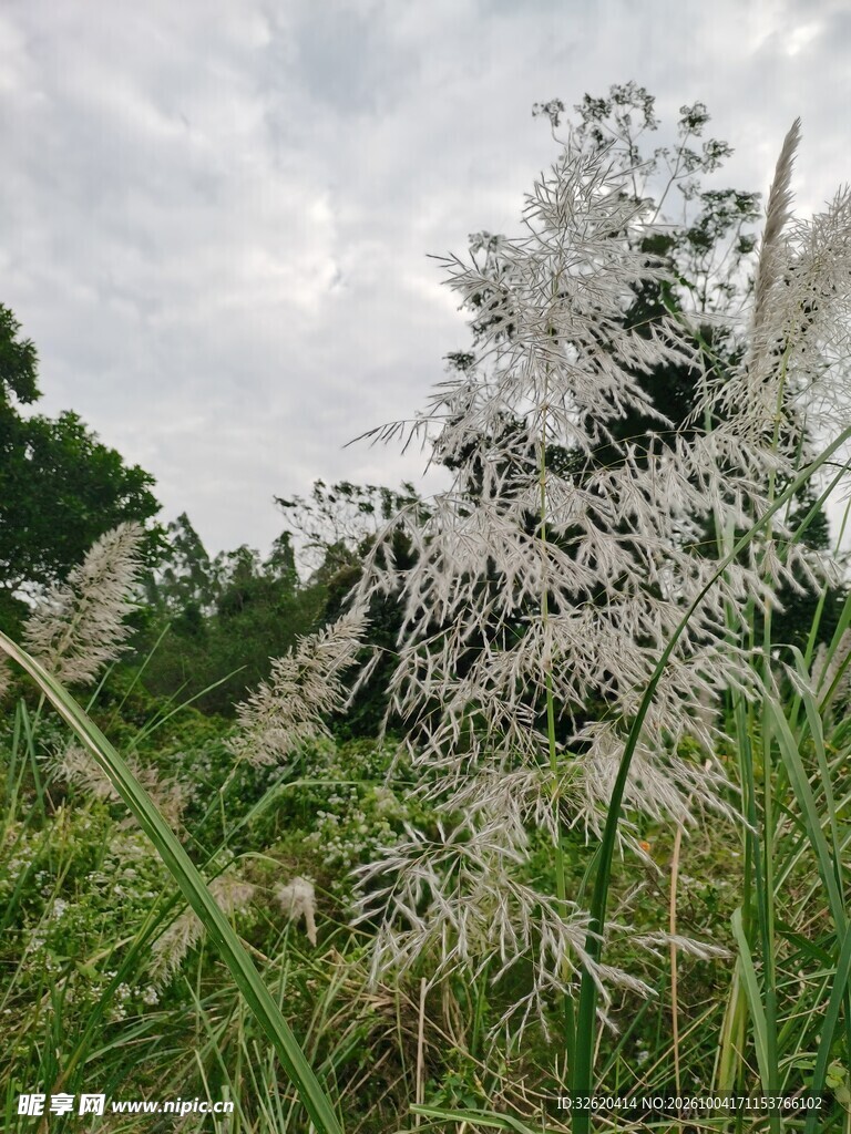 郊野芒草阴天风光