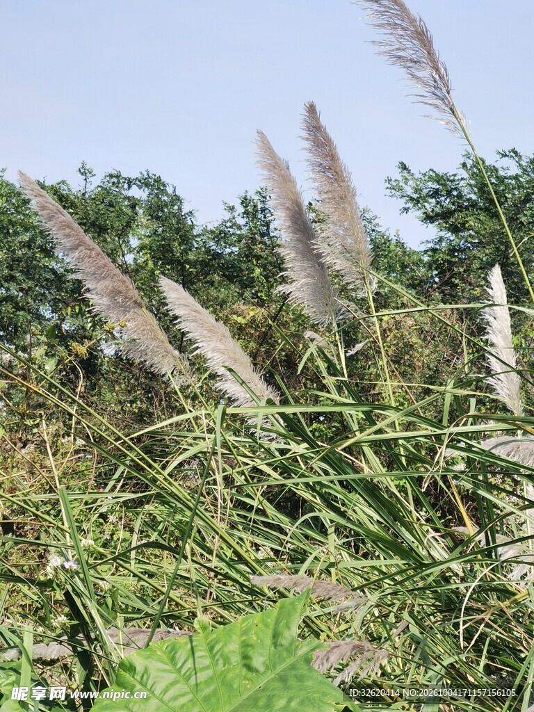 野外摇曳的蒲苇