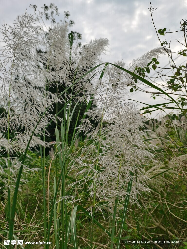 野外草丛自然景致