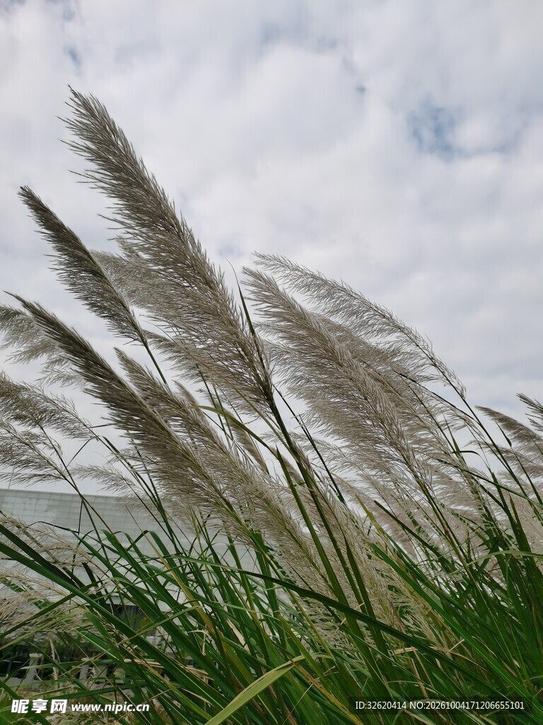 风中摇曳的芦苇