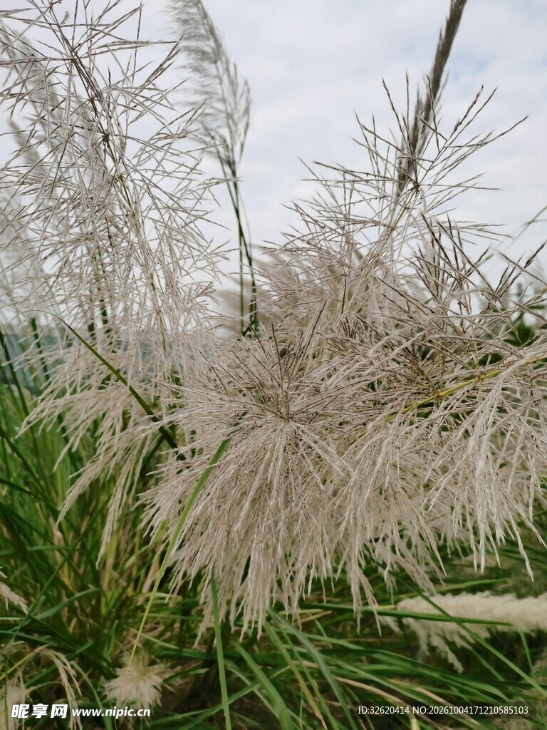 朦胧粉黛乱子草