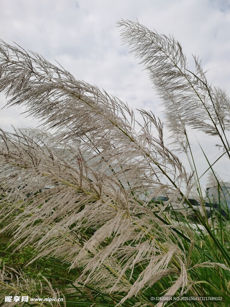 风中摇曳的芦苇丛