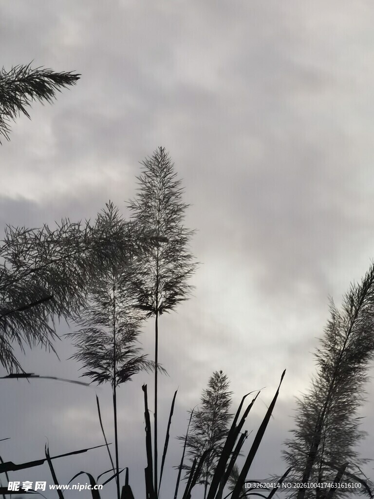 阴天芦苇朦胧风景