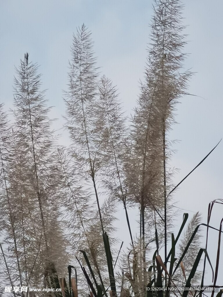 晴空下的芦苇花