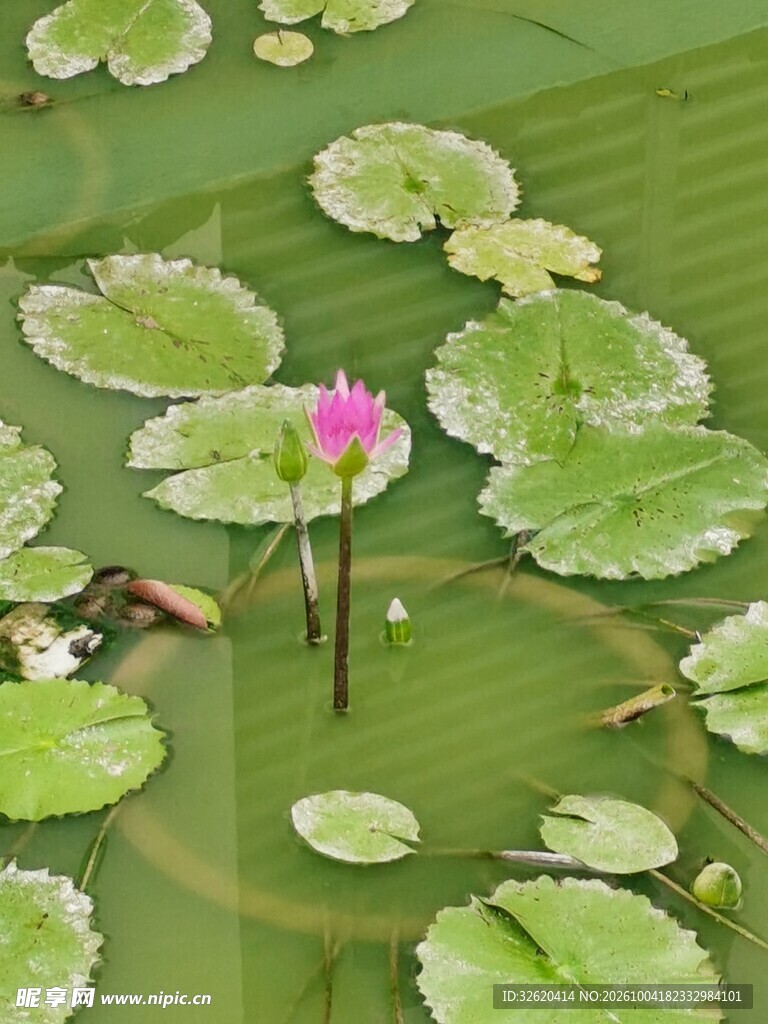 池塘粉色睡莲