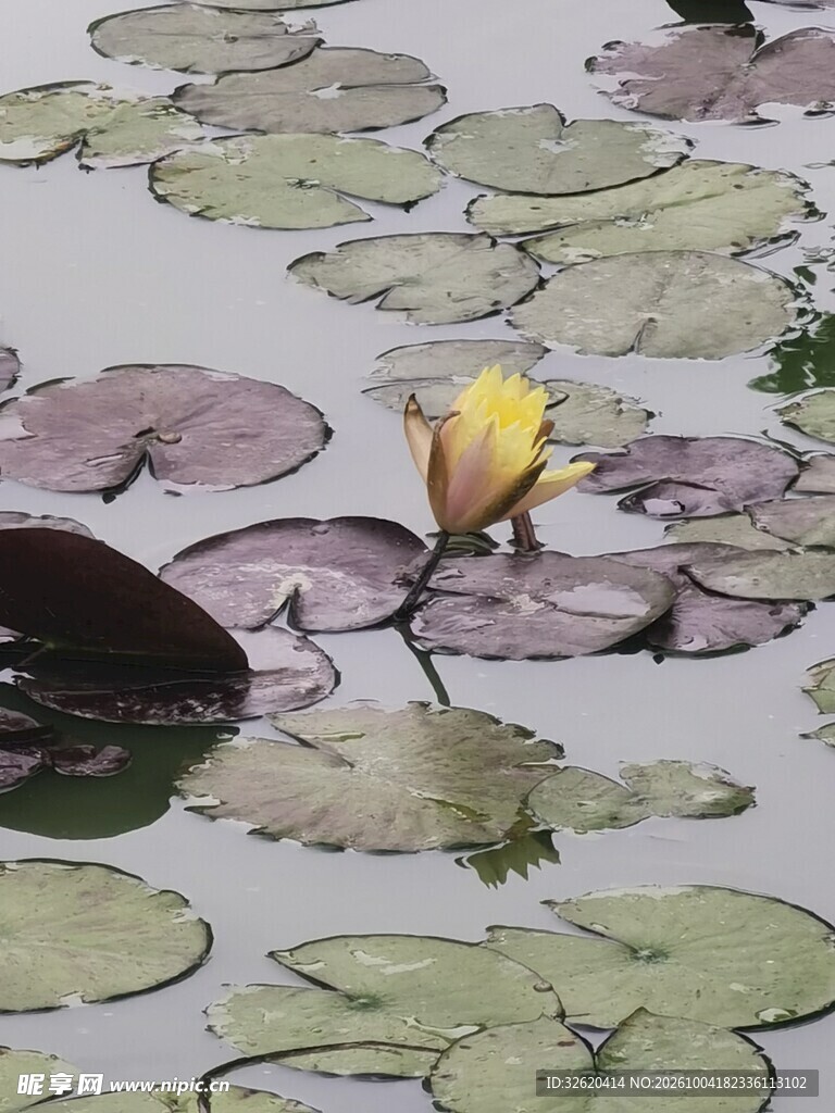 水面黄睡莲与浮叶