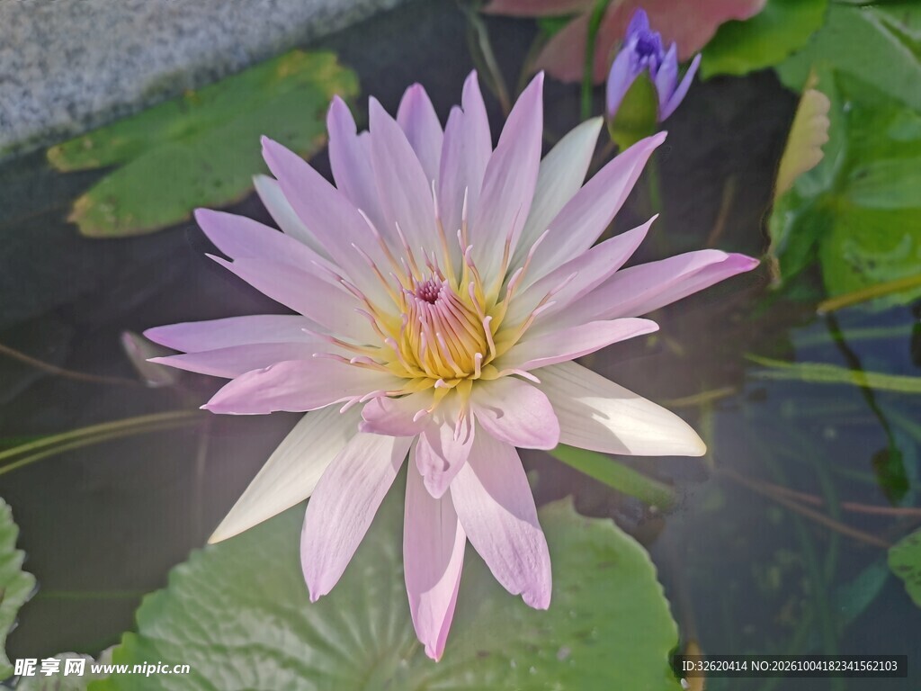 盛开的淡紫色睡莲