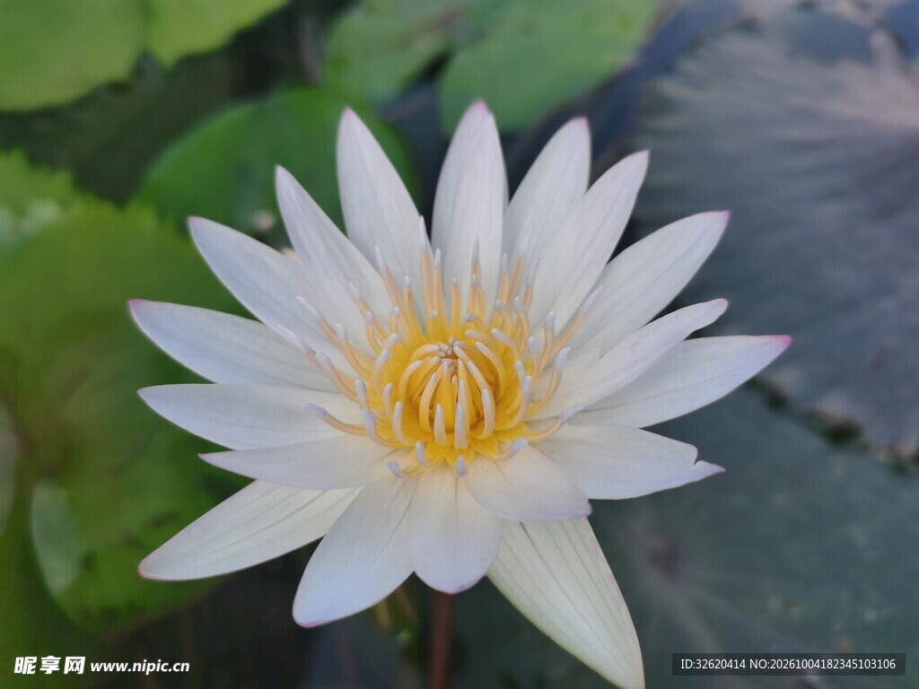 盛开的白色睡莲