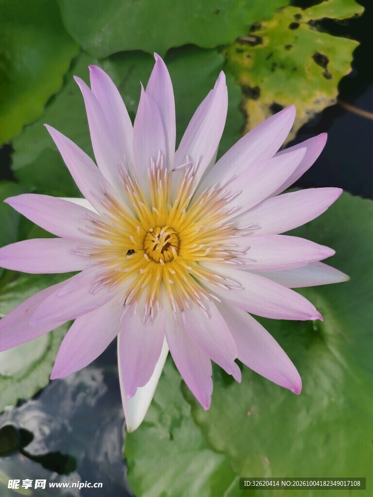 淡紫睡莲绽放
