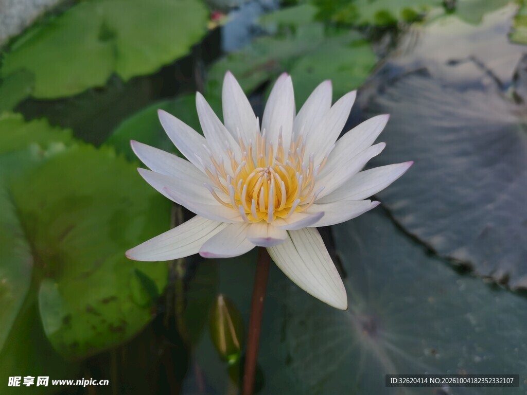 白色睡莲清新绽放