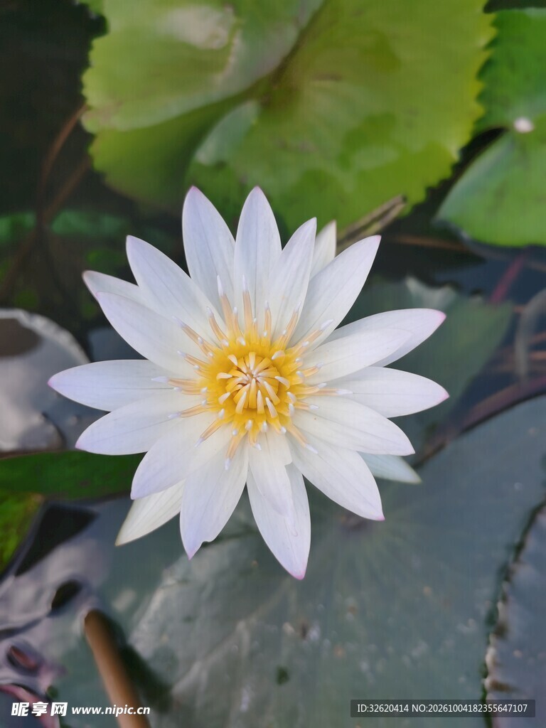 盛开的白色睡莲