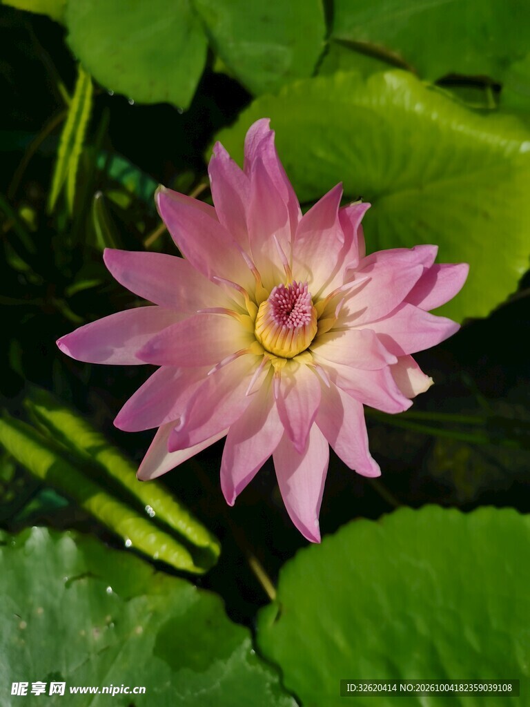 盛开的粉色睡莲