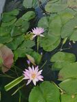 夏日池塘粉睡莲绽放