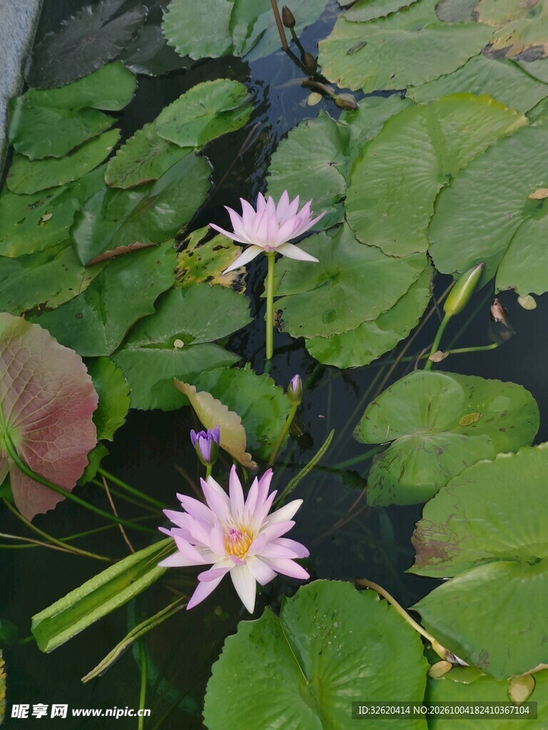 夏日池塘粉睡莲绽放