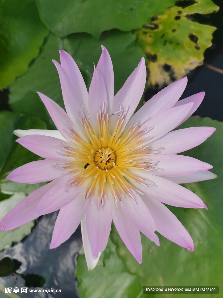 淡紫睡莲盛开特写