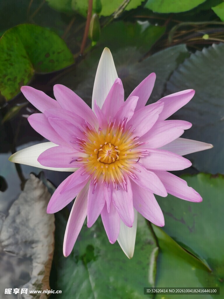 粉紫色睡莲盛开