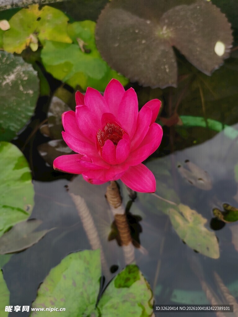 水面盛开的红睡莲